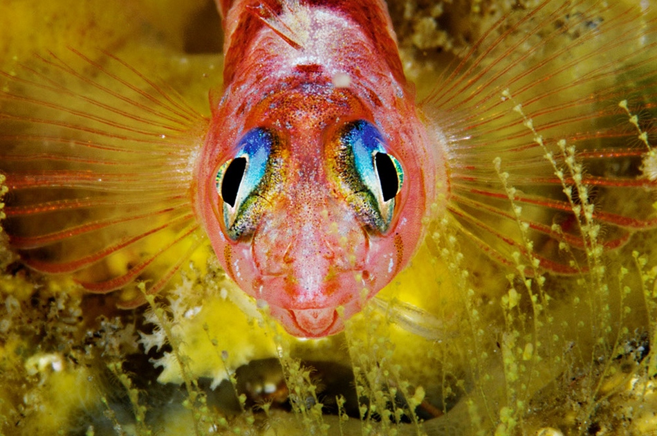 Maravillosos paisajes en lo profundo de los mares 13