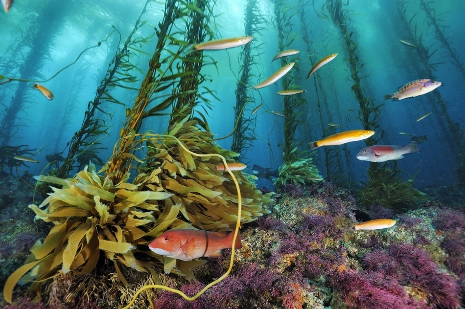 Maravillosos paisajes en lo profundo de los mares 12