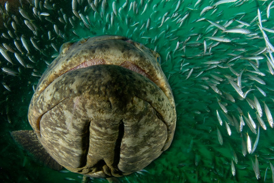 Maravillosos paisajes en lo profundo de los mares 9