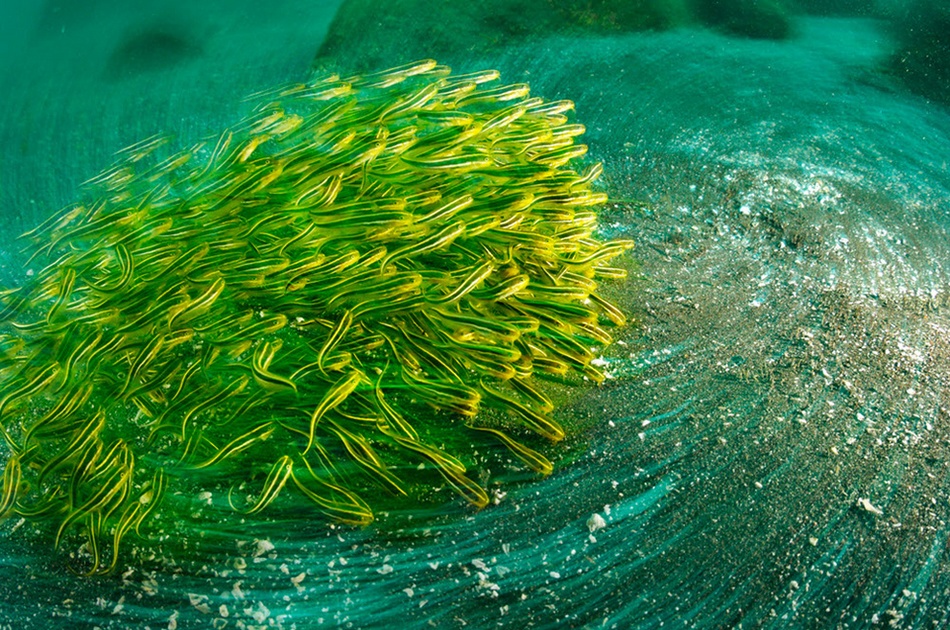 Maravillosos paisajes en lo profundo de los mares 8
