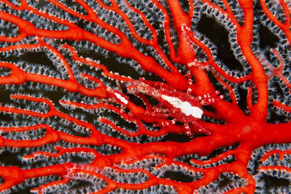 Maravillosos paisajes en lo profundo de los mares 6