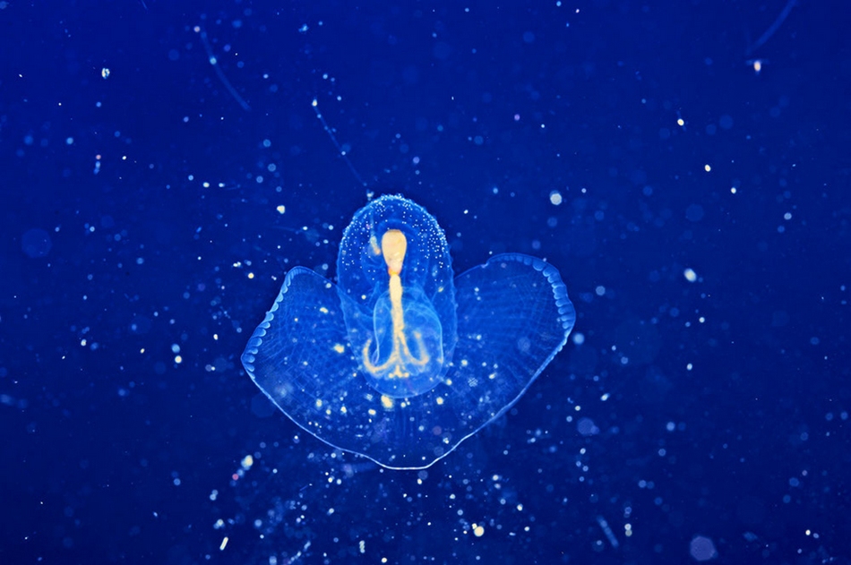 Maravillosos paisajes en lo profundo de los mares 4