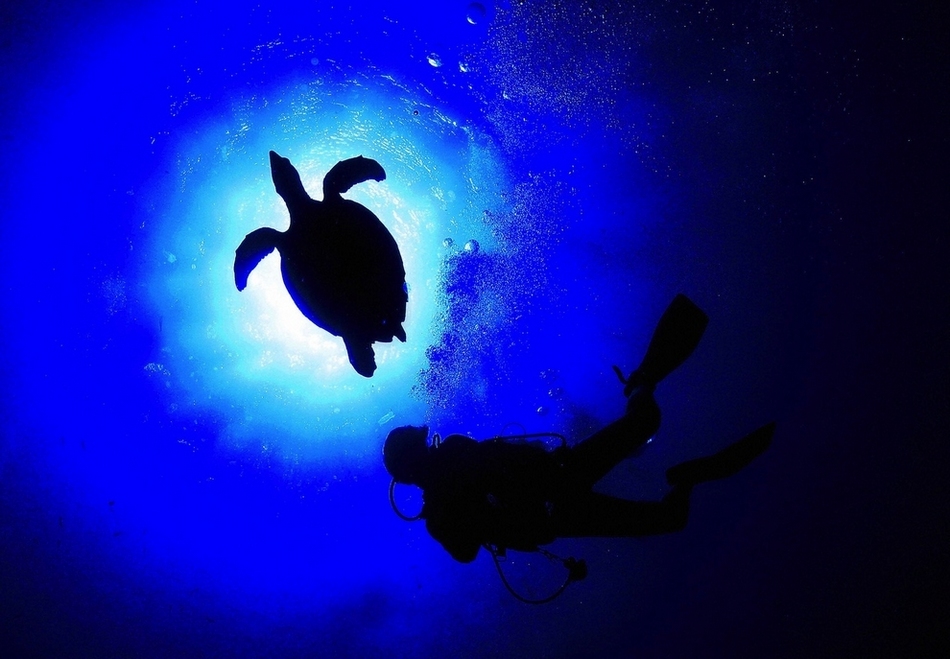 Maravillosos paisajes en lo profundo de los mares 3