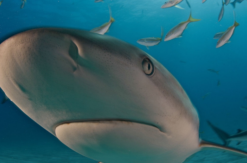 Maravillosos paisajes en lo profundo de los mares 2