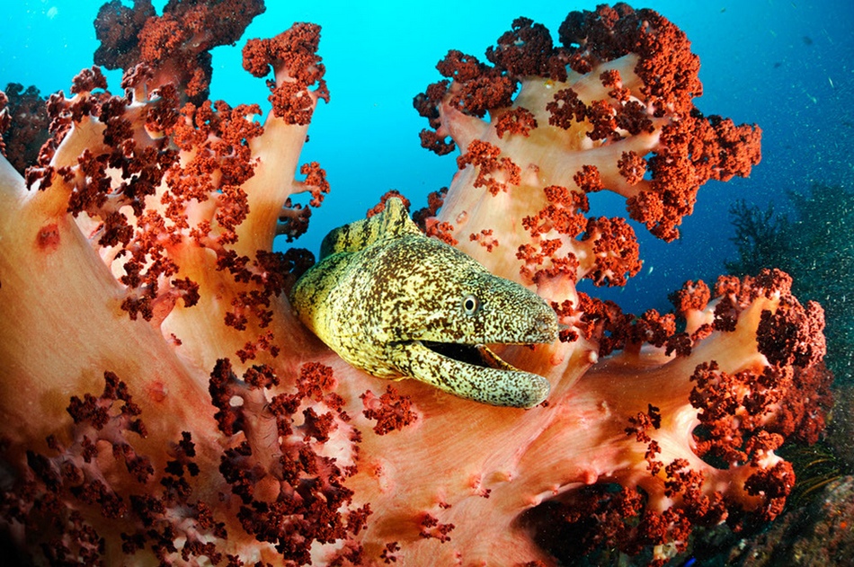 Maravillosos paisajes en lo profundo de los mares 1