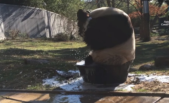 ¿Puedes ser tan amable de traer una bañera más grande al panda? Le gusta bañarse