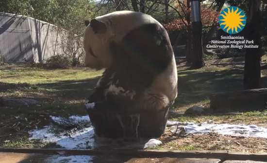 ¿Puedes ser tan amable de traer una bañera más grande al panda? Le gusta bañarse