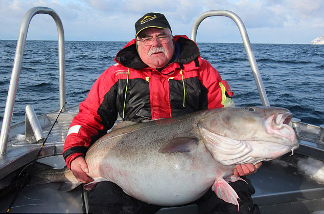 Bacalao capturado de 42 kilos2