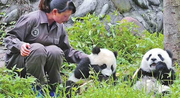 El Trabajo Más Feliz Del Mundo Puede Ser… Con Pandas Gigantes_Spanish ...