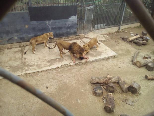 Un suicida se lanza a la jaula de los leones y matan a dos de ellos para salvarlo4