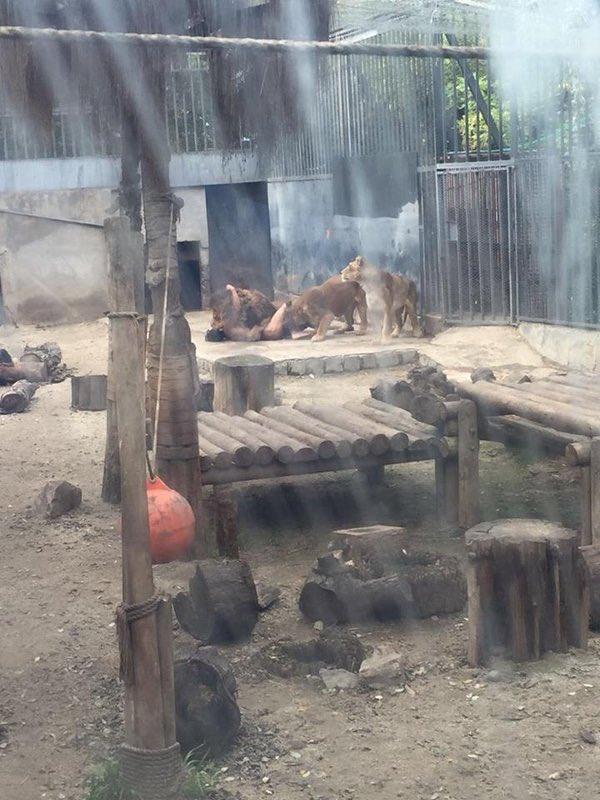 Un suicida se lanza a la jaula de los leones y matan a dos de ellos para salvarlo3 Un suicida se lanza a la jaula de los leones y matan a dos de ellos para salvarlo3