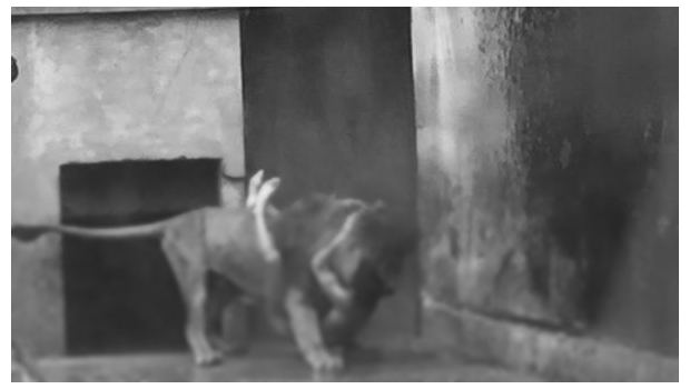 Un suicida se lanza a la jaula de los leones y matan a dos de ellos para salvarlo2 Un suicida se lanza a la jaula de los leones y matan a dos de ellos para salvarlo2