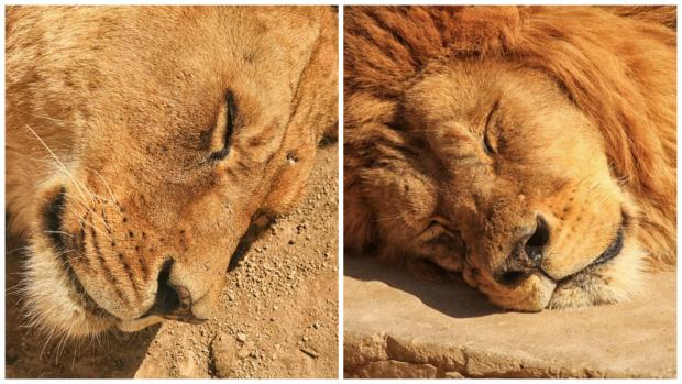 Un suicida se lanza a la jaula de los leones y matan a dos de ellos para salvarlo1
