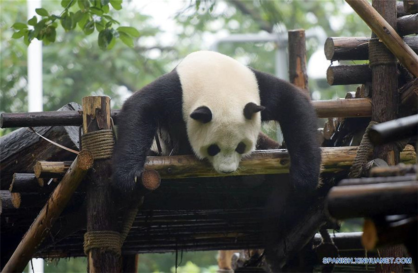 Número de pandas en cautivero en Sichuan alcanza 364 ejemplares