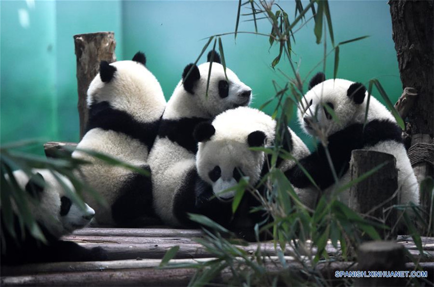 Número de pandas en cautivero en Sichuan alcanza 364 ejemplares
