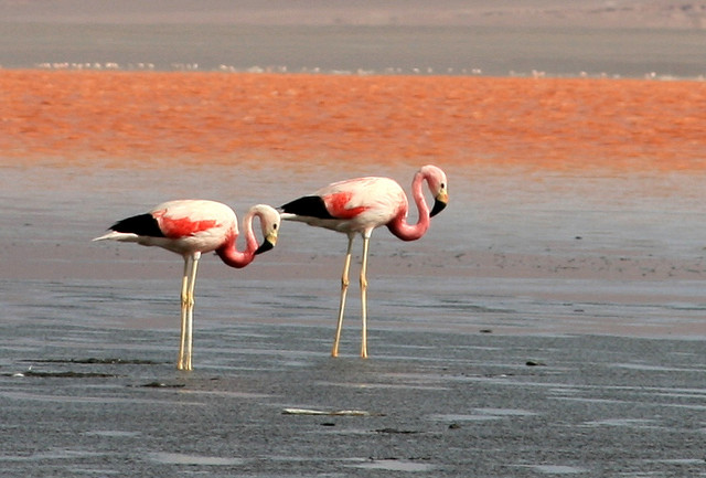 TOP 10 paisajes del Altiplano de los Andes Centrales que cuesta creer que existen 【Parte I】 20