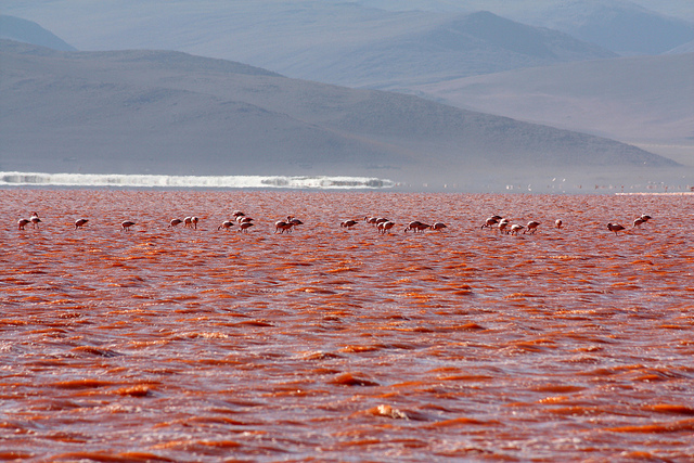 TOP 10 paisajes del Altiplano de los Andes Centrales que cuesta creer que existen 【Parte I】 26