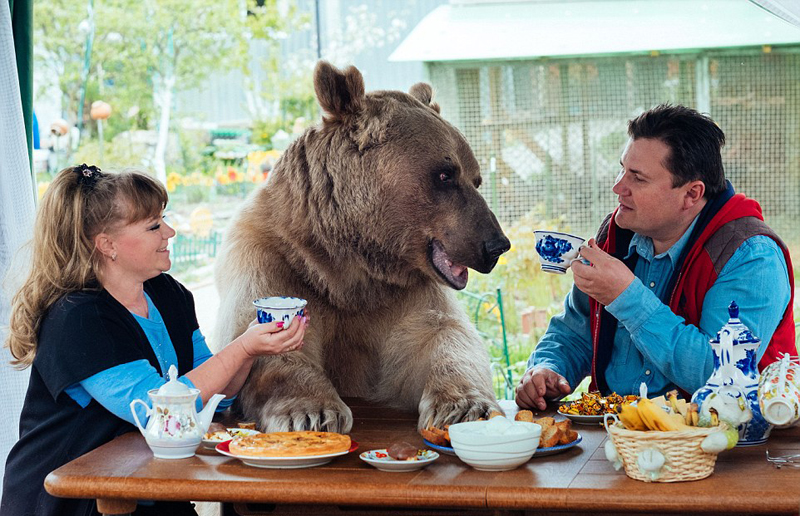 Una pareja rusa vive felizmente con un oso y lo toma como hijo8
