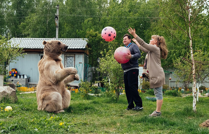 Una pareja rusa vive felizmente con un oso y lo toma como hijo4
