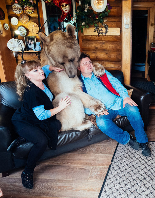Una pareja rusa vive felizmente con un oso y lo toma como hijo2