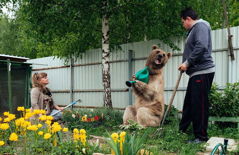 Una pareja rusa vive felizmente con un oso y lo toma como hijo1