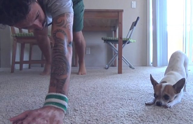 Pancho, el perrito que practica yoga con su dueño