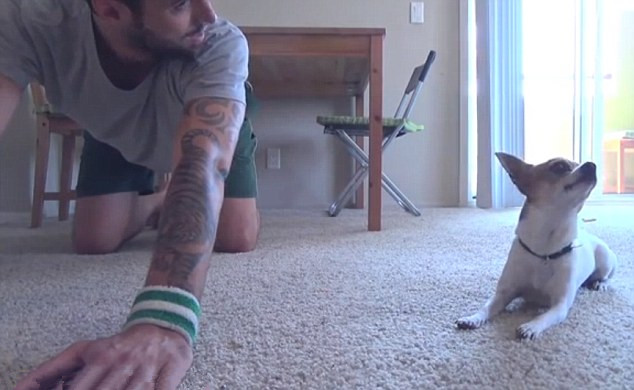 Pancho, el perrito que practica yoga con su dueño