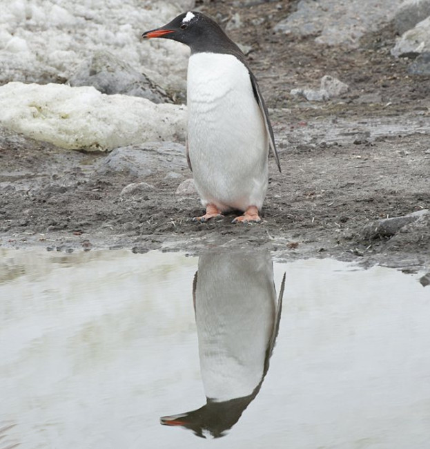 Pingüino que no deja de admirar su reflejo en el hielo