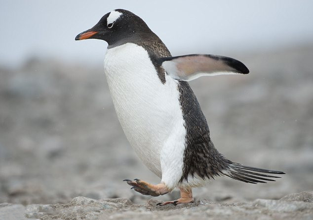 Pingüino que no deja de admirar su reflejo en el hielo