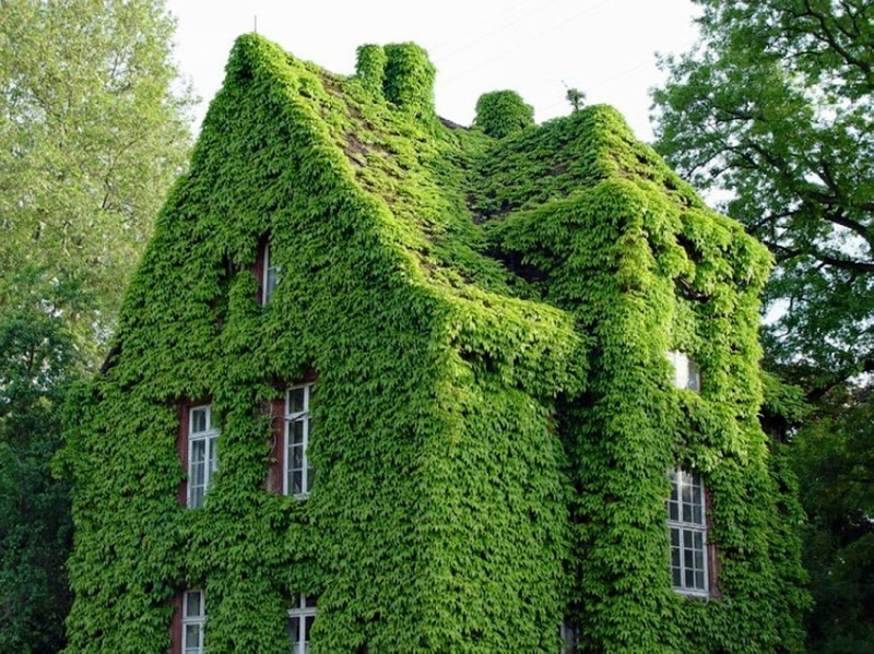 Edificios bonitos cubiertos por las plantas