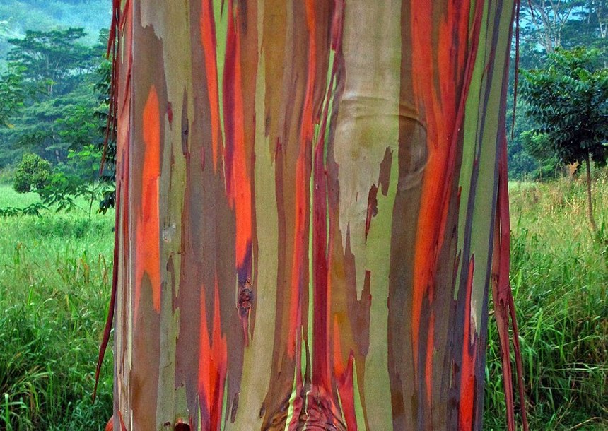 Corteza de árbol del arco iris