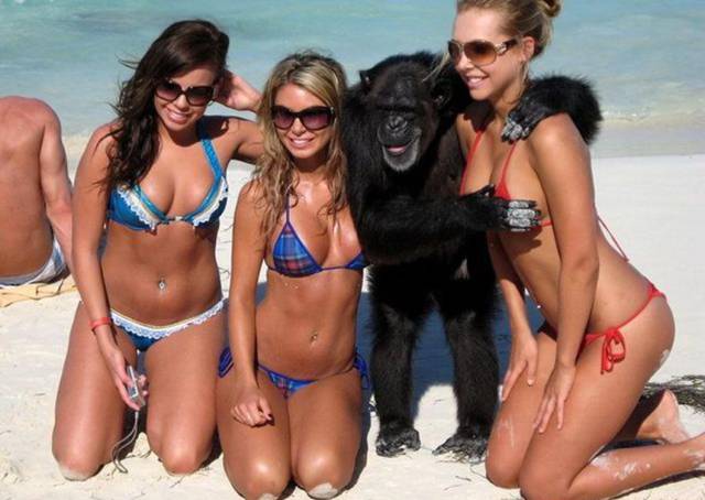 Animales traviesos
