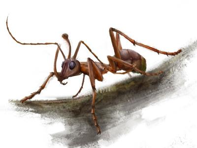Descubierta una “hormiga unicornio” prehistórica