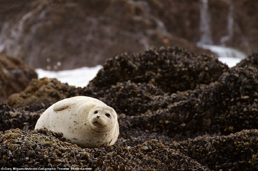 Fotos graciosas de los animales en el ‘Concurso National Geographic Traveler’