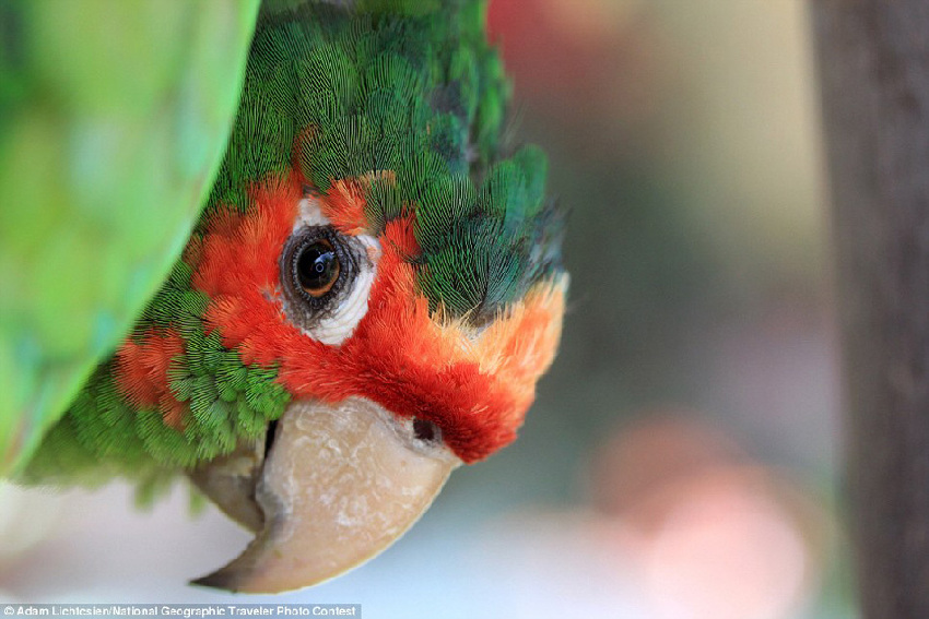 Fotos graciosas de los animales en el ‘Concurso National Geographic Traveler’