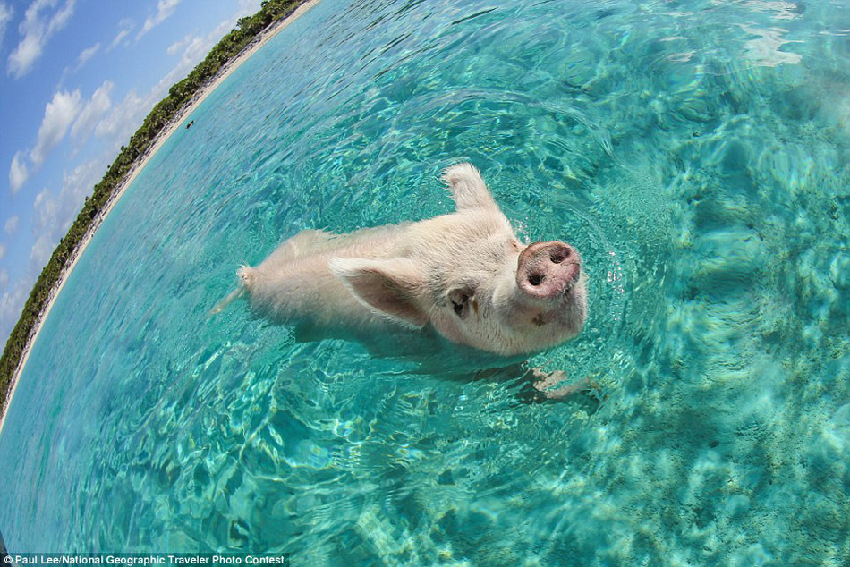 Fotos graciosas de los animales en el ‘Concurso National Geographic Traveler’