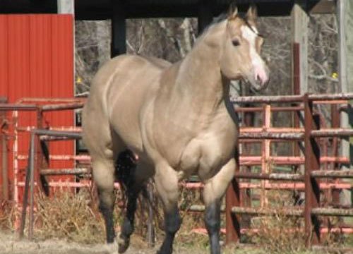 Los animales más fuertes del músculo 1