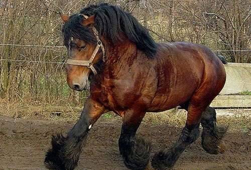 Los animales más fuertes del músculo 3