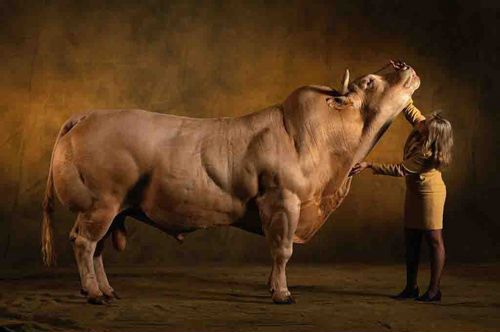 Los animales más fuertes del músculo 4