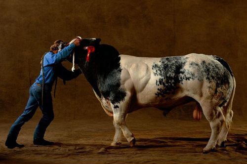 Los animales más fuertes del músculo 5
