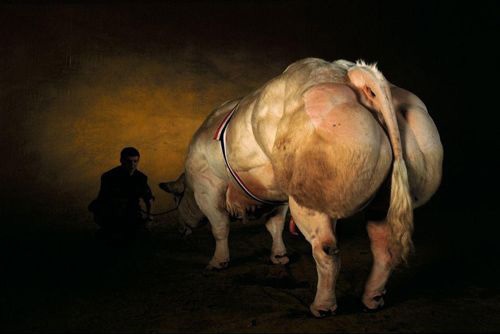 Los animales más fuertes del músculo 6