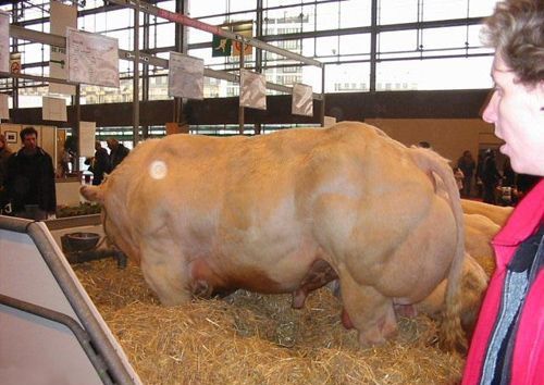 Los animales más fuertes del músculo 8