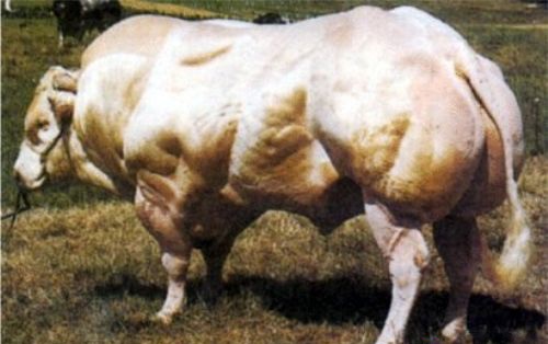 Los animales más fuertes del músculo 9