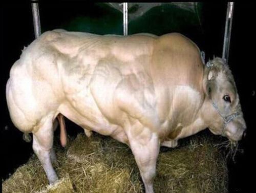 Los animales más fuertes del músculo 10