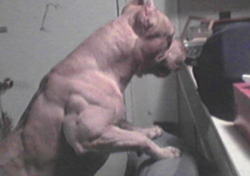 Los animales más fuertes del músculo 11