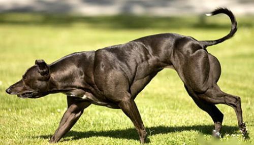 Los animales más fuertes del músculo 12