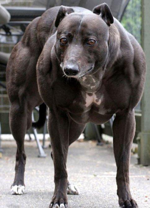 Los animales más fuertes del músculo 13