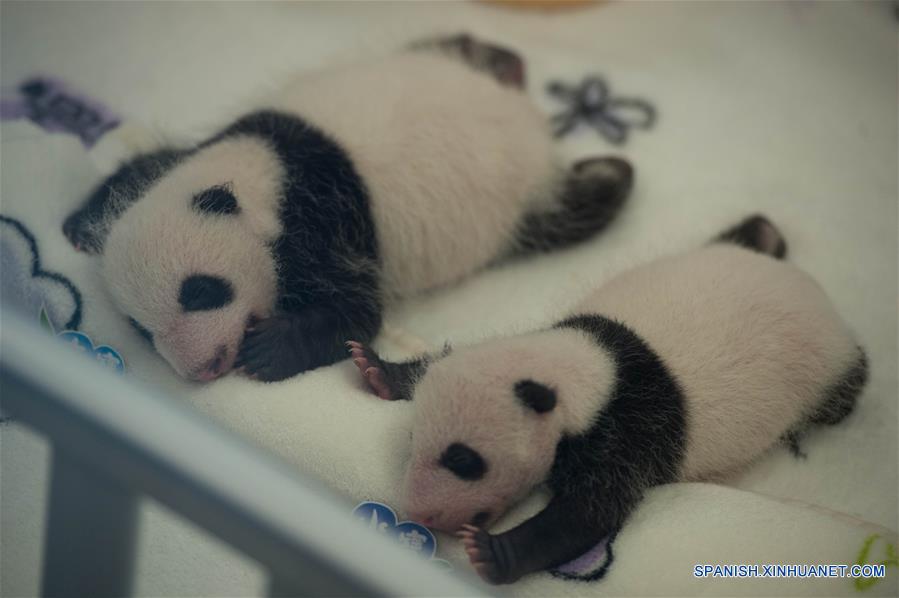 Los cachorros de panda gigante Dabao y Xiaobao