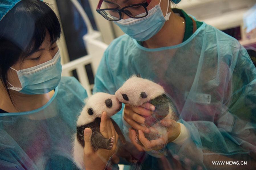 Dos pandas gemelos de Macao hacen suspirar por primera vez a visitantes2