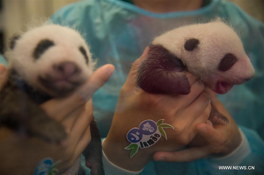 Dos pandas gemelos de Macao hacen suspirar por primera vez a visitantes3